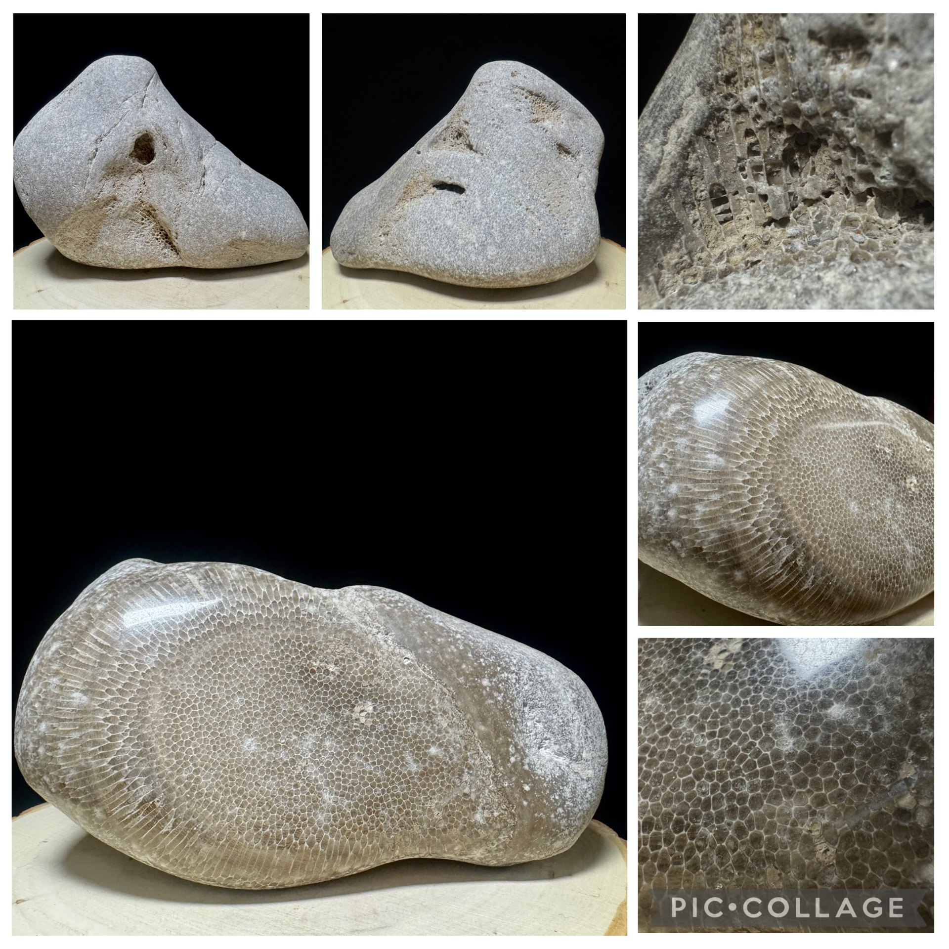 Charlivoix Favosite Fossil 